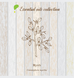 Myrrh Essential Oil Label Aromatic Plant