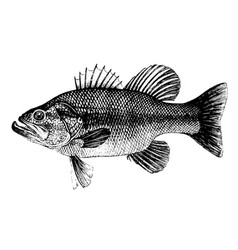 Bass Micropterus Salmoides Fish Collection