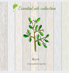 Myrrh Essential Oil Label Aromatic Plant