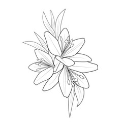 Peter Pan Tiger Lily Coloring Pages