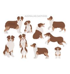 Australian Shepherd Dogs Set Color Varieties