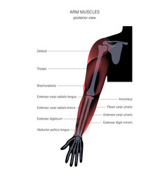 Muscular System Arms