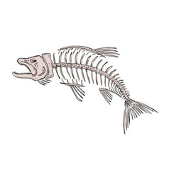 King Salmon Skeleton Drawing