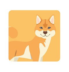 Cute Akita Inu Dog On White Background