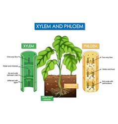 Diagram Showing Xylem And Phloem Plant