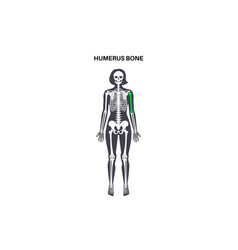 Humerus Bone Anatomy