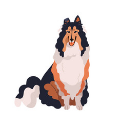 Cute Dog Of Collie Breed Pedigree Happy Funny