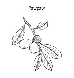 Paw-paw Asimina Triloba Medicinal Plant