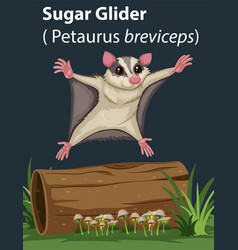 Sugar Glider Animal Flying