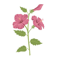 Drawing Red Hibiscus Flower