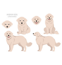 Akbash Dog Longhaired Clipart Different Poses