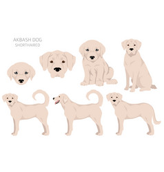 Akbash Dog Shorthaired Clipart Different Poses