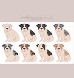 Alapaha Blue Blood Bulldog Puppy Clipart