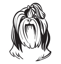 Image Shih Tzu Dog On White Background