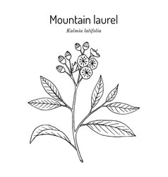 Mountain Laurel Kalmia Latifolia State Flower