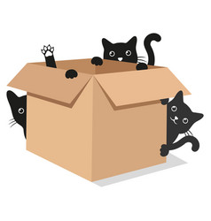 Cute Black Cats In Cardboard Box