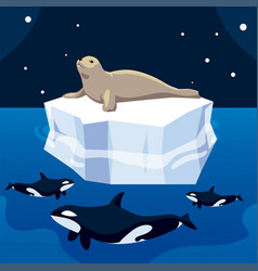 Killer Whale Hunting Seal On Iceberg North Pole