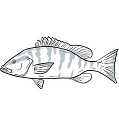 Gray Snapper Fish Gulf Of Mexico Cartoon Drawing