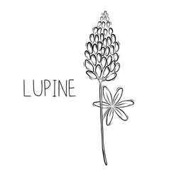 Sketch Of Lupine Flower In Doodle