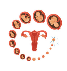 Embryo development month stages Royalty Free Vector Image
