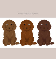 American Water Spaniel Puppy All Colours Clipart