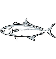 Greater Amberjack Fishes Gulf Of Mexico Cartoon