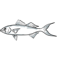 Queen Snapper Fish Gulf Of Mexico Cartoon Drawing