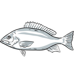 Cartoon Style Drawing Sketch Of A Red Snapper