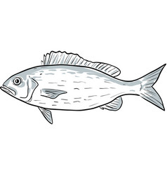 Vermilion Snapper Fish Gulf Of Mexico Cartoon