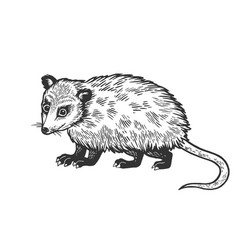 Opossum Animal Sketch Engraving