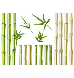 Realistic Bamboo Sticks 3d Green And Brown