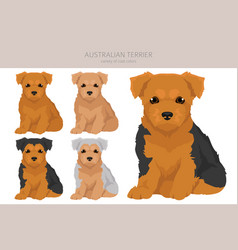 Australian Terrier Puppy All Colours Clipart