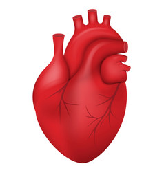 Human Heart Icon Anatomically Correct