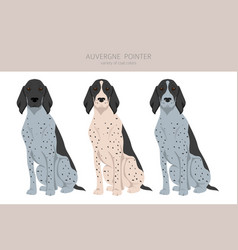 Auvergne Pointer Clipart Different Poses Coat