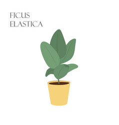 With Ficus Elastica