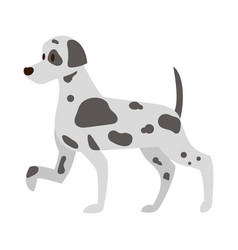 Cute Dalmation Dog