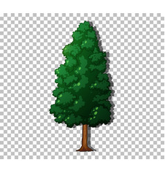 An Evergreen Tree On Transparent Background