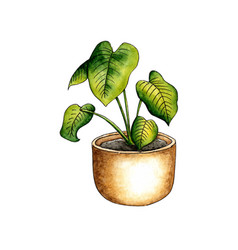 Watercolor Of Monstera Delicacy In A Pot Its