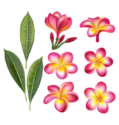 Set Of Pink Plumeria