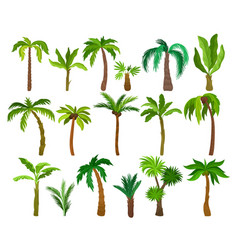 Palm Growth Plants With Frond Leaves On Top