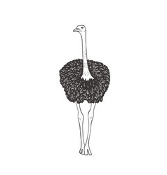 Ostrich On White Background