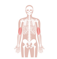 Muscular System Arms