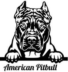 American Pitbull Peeking Dog - Head Isolated