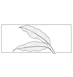 Black Outline Of Large Tropical Banana Leaves