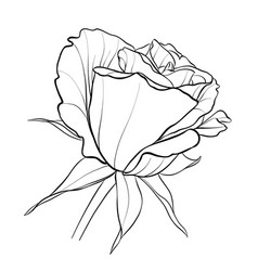 Rosebud A Small Flower Sketch