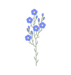 Flax Plant Blue Flowers On Leafy Stem