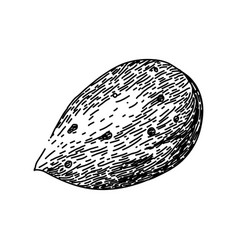 Almond Nut White Sketch Hand Drawn