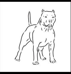 Sketch Drawing Pitbull Barking Pit Bull Terrier