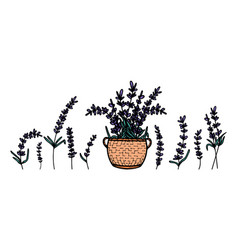 Set Of Hand-drawn Lavender Flowers With Leaves