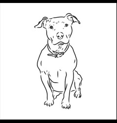 Sketch Drawing Pitbull Barking Pit Bull Terrier